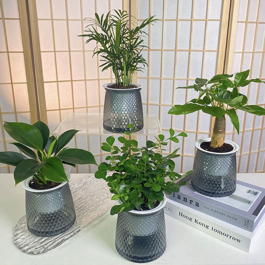 酒店装饰发财树栀子花盆栽绿植