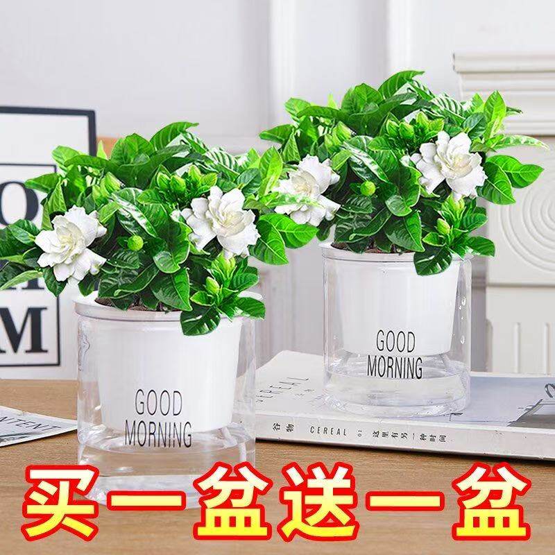 【买一送一】栀子花带花苞浓香水培盆栽室内阳台桌面花卉绿植好养