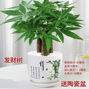 发财树盆栽花卉植物办公室内客厅绿植小盆景四季常青易活水培好养