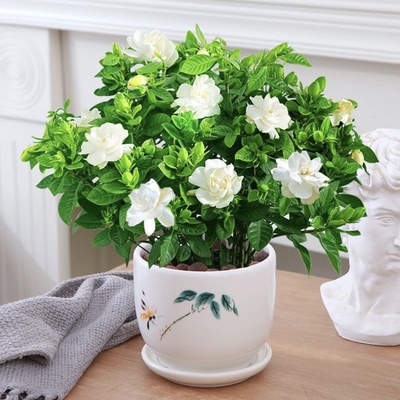 栀子花盆栽四季开花植物带花苞花卉浓香型大花苗夏季去味绿植观花