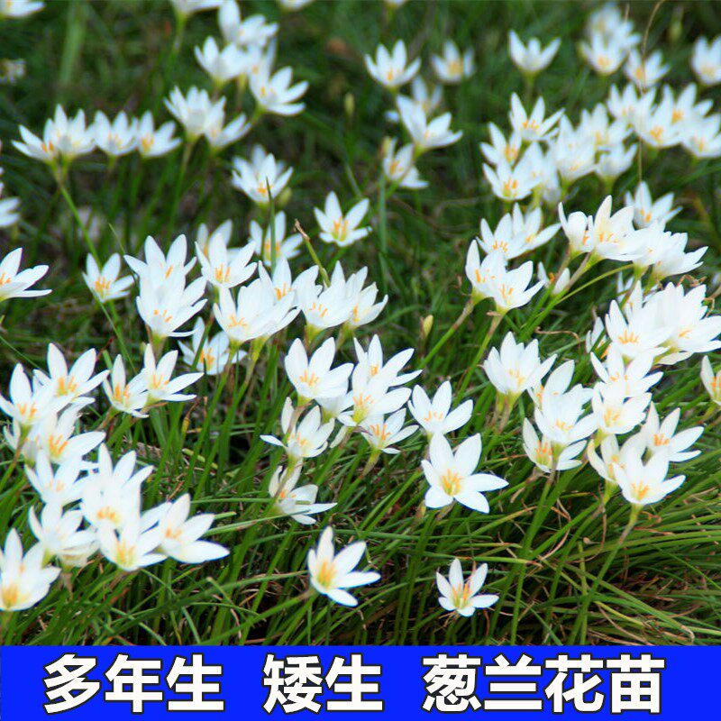 多年生矮生宿根花卉葱兰苗花种子四季易活室内庭院耐寒盆栽花植物|msdalam kategori penghantaran bunga/bunga simulasi/tumbuhan berkebun, bunga/Tumbuh-tumbuhan tumbuh-tumbuhan pasu (baru), bunga - dari Buy2taobao.com untuk memberikan perkhidmatan ejen Taobao profesional membeli