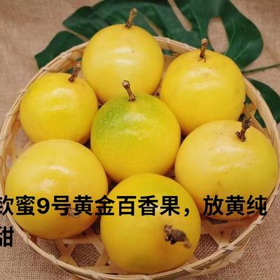 纯甜不酸钦蜜9号黄金百香果香甜