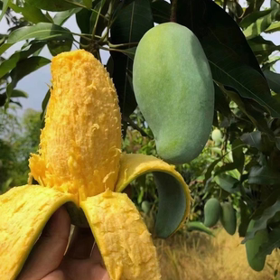 正宗百色桂七香芒纯甜