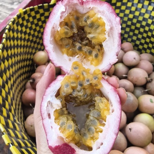 新品种桃香百香果水分很足
