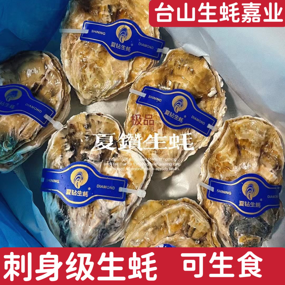 12只台山生蚝鲜活乳山刺身生蚝牡蛎带壳生吃生蚝海鲜水产