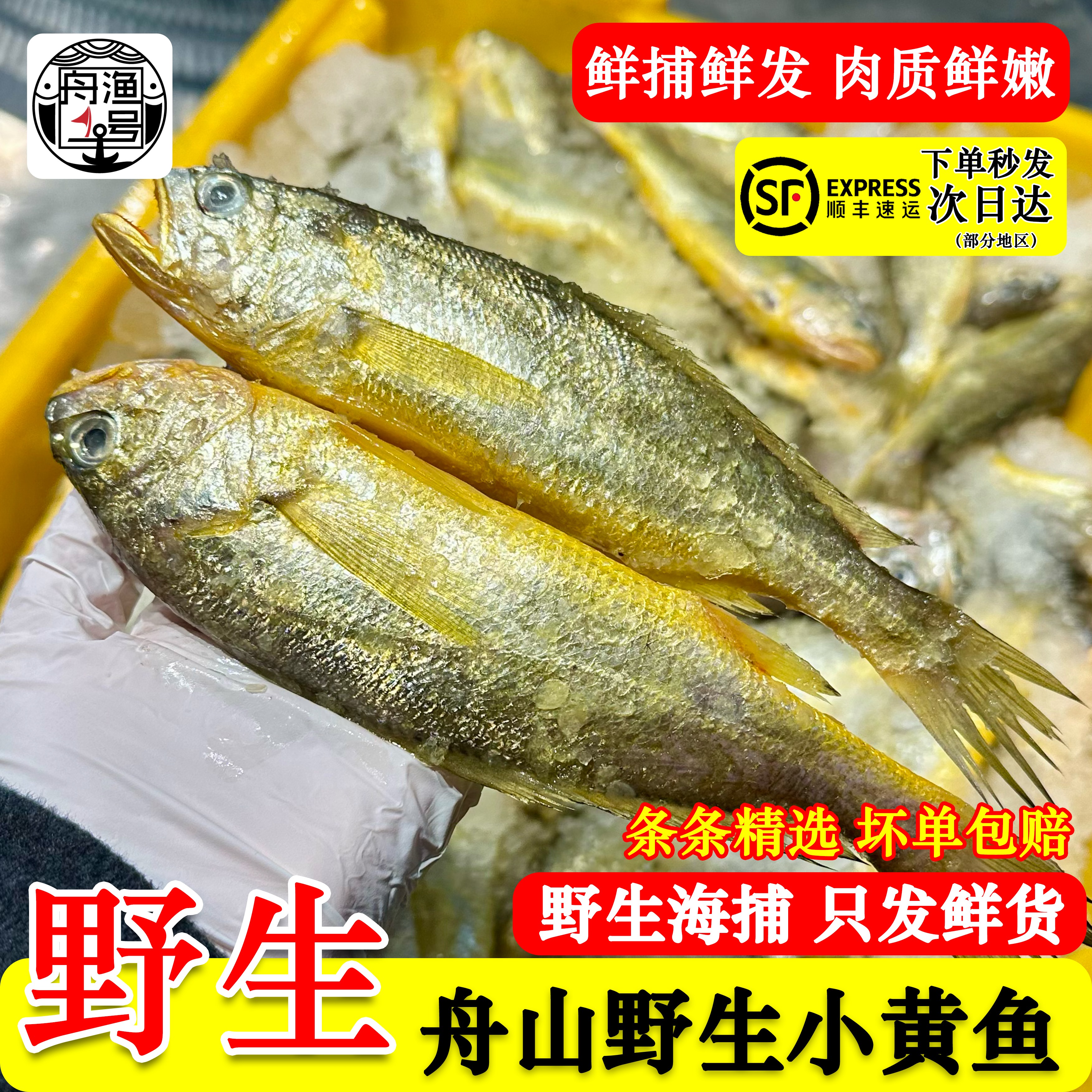 【佩佩家】舟山海捕野生小黄鱼 深海新鲜小黄花鱼3斤装 顺丰包邮