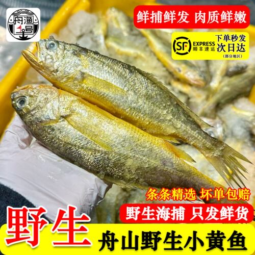 【佩佩家】舟山海捕野生小黄鱼 深海新鲜小黄花鱼3斤装 顺丰包邮