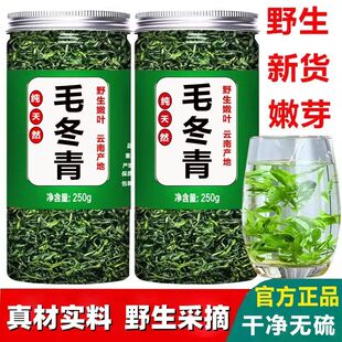 毛冬青云南野生茶毛冬青的功效毛冬青中药材正品官方旗舰店毛冬青