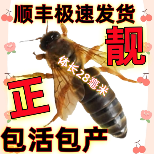 顺丰包邮中蜂蜂王出售交尾种王土蜂产卵王伏牛强群双色阿坝开产王