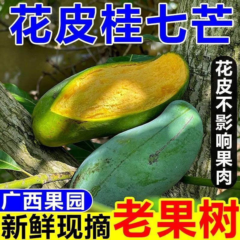 正宗桂七芒广西田东花皮桂七芒果当季香芒新鲜水果