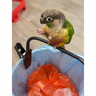 鹦鹉垃圾桶拉便便支架站杆定点排便站架耐咬磨嘴磨爪站棒鸟用玩具