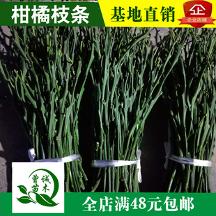 柑桔枝条柑橘嫁接枝条橘子接穗果树苗接穗爱媛春见甘平柚子明日见