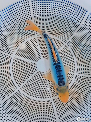 蓝色锦鲤引进招财随机锦鲤淡水