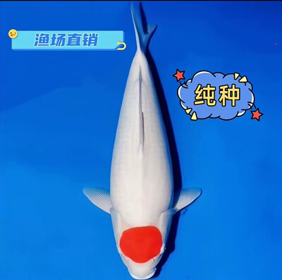 精品日系丹顶锦鲤红白色活体冷水淡水宠物火鲤高背广温鱼观赏鱼