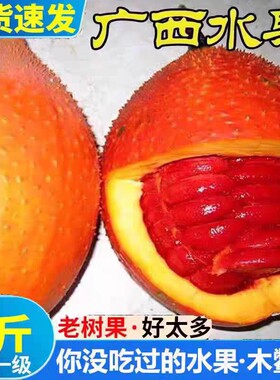 2025广西新鲜现摘木鳖果鲜果农家种植木鳖瓜漏苓子甜葫芦天堂果