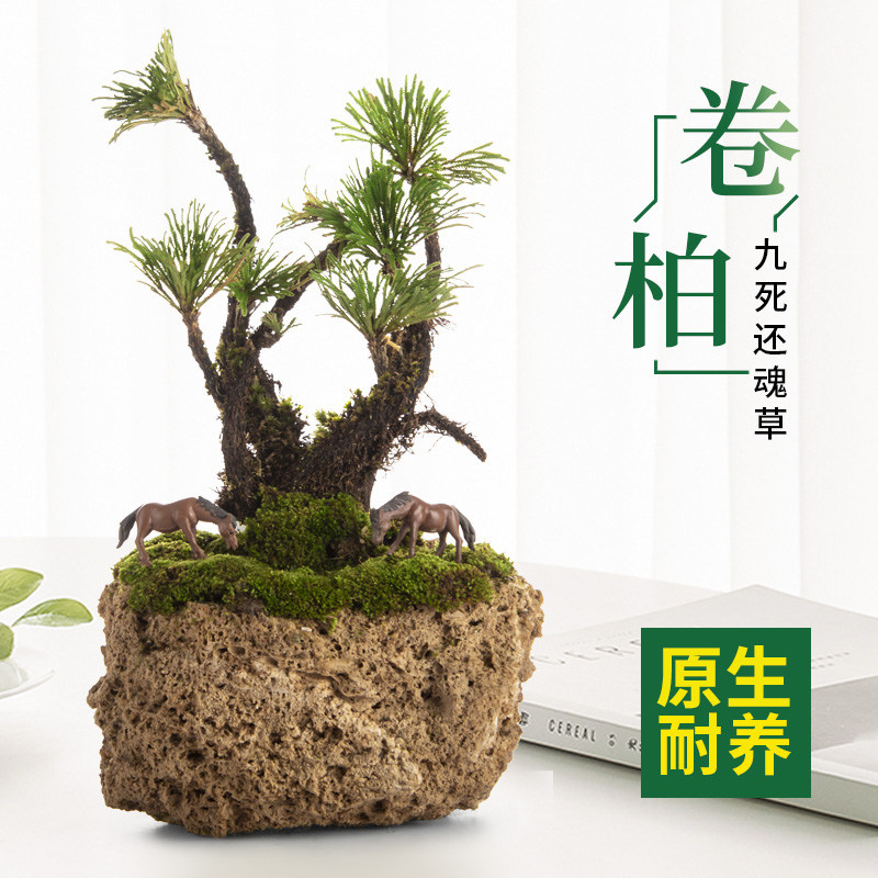家居桌面绿植喜水水培小叶卷柏九死还魂草假山盆景小摆件装饰植物