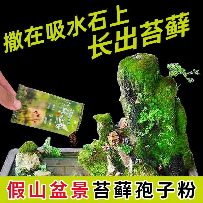 上水石假山青苔青苔孢子粉盆景