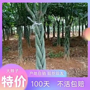 发财树特价5辫子室内绿植办公室客厅阳台大盆栽象征生意红火