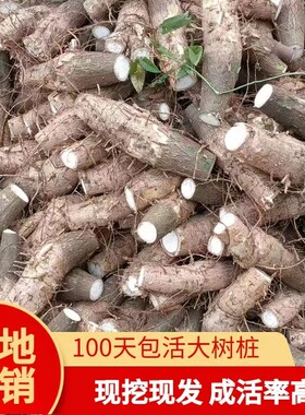 发财树桩办公室客厅茶台