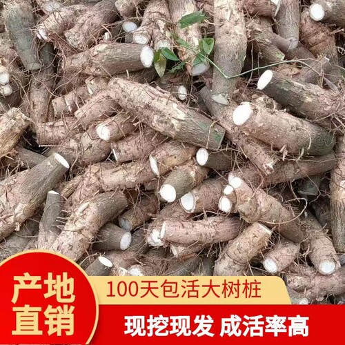 发财树桩办公室客厅茶台