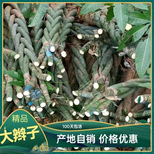 发财树超级精品大5辫子绿植室内办公室客厅门口大盆栽四季长青