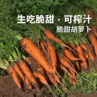 沙地现挖带泥胡萝卜脆甜营养