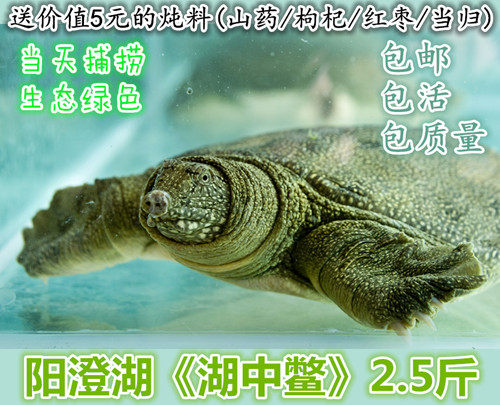 【外塘生态鳖2.5斤】放养甲鱼水鱼团鱼1250g每只 活体顺丰包邮