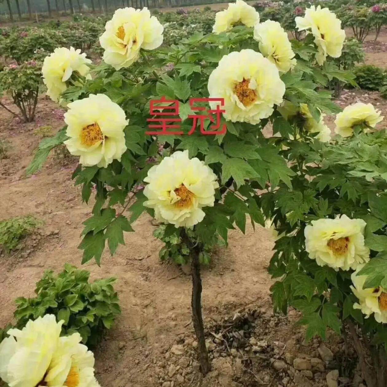 皇冠独杆老桩牡丹树，长势高大，花大浓香