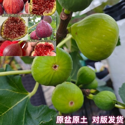 青皮无花果波姬红树苗带盆带土