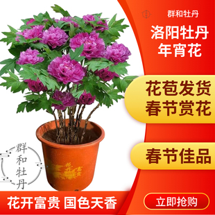 精品年宵牡丹花催花牡丹带盆带花苞洛阳基地,浇水即可,过年赏花