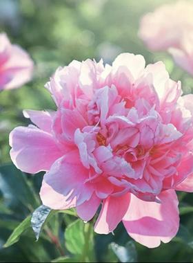 牡丹【玉楼春】原盆原土洛阳基地直发