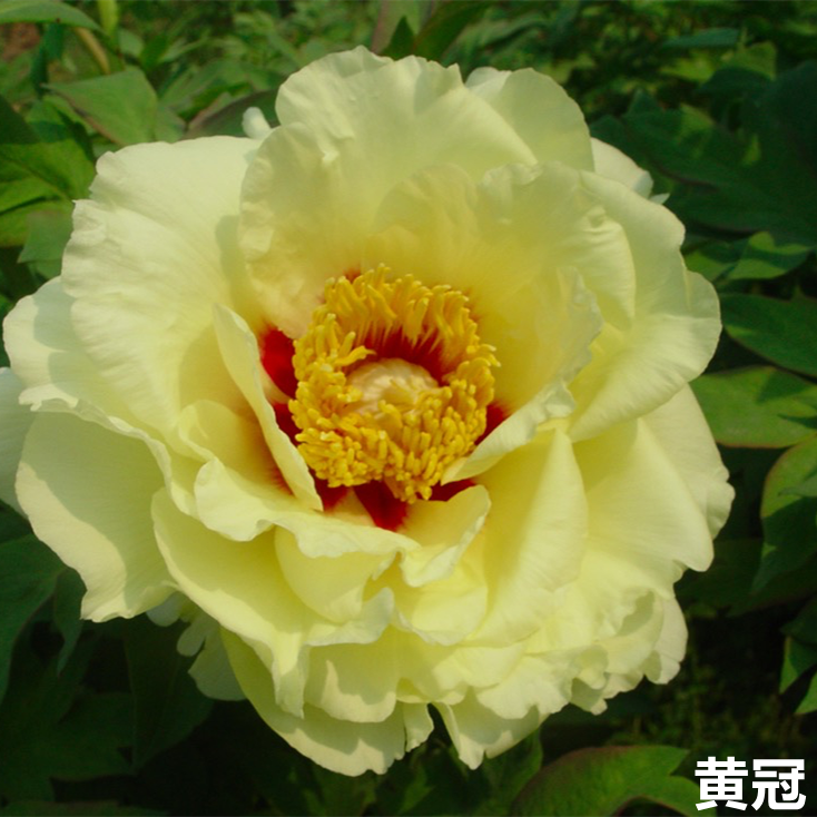 黄冠牡丹，黄色系，花大香味浓，可以养成牡丹树