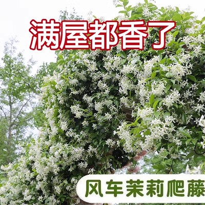 风车茉莉爬藤花卉植物络石藤苗庭