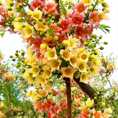 文冠花树苗状元花盆栽室内外阳台