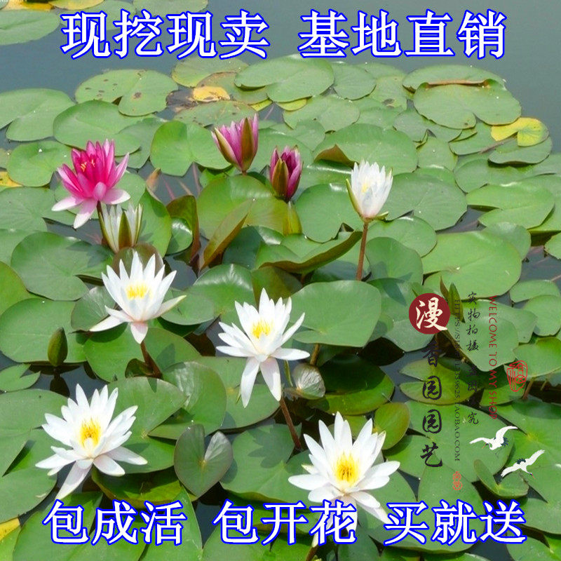 迷你睡莲根块【印度蓝星】小型睡莲 成活极高 多品种水培植物|ruв категории доставка цветов/цветок моделирования/растения садоводства, цветок/растения в горшках (новый), цветок - от Buy2taobao.com для оказания профессиональной услуги покупки агента Taobao