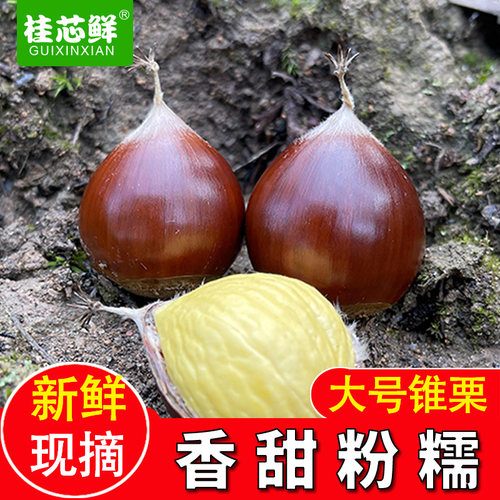 板栗新鲜锥栗建瓯油栗桂芯鲜
