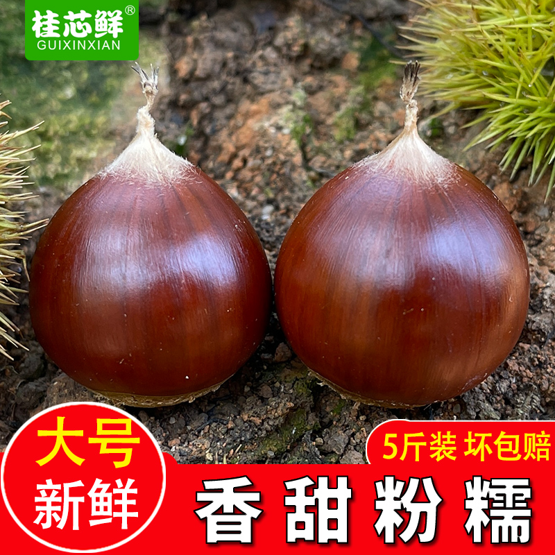 新鲜油栗现摘野生栗子包邮板栗