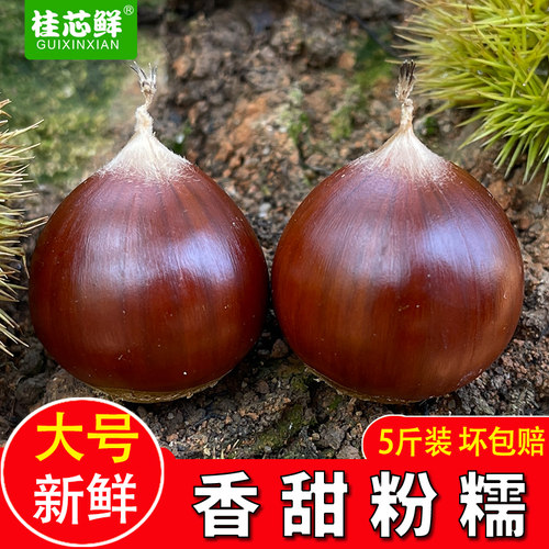 新鲜油栗现摘野生栗子包邮板栗