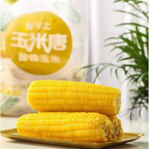 山东黄糯黏玉米棒商用现摘