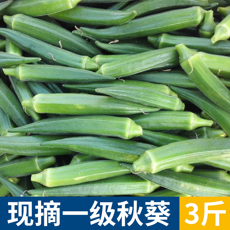 新鲜黄秋葵现摘蔬菜农家当季鲜嫩绿秋葵3斤六角羊角豆包邮|msdalam kategori daging perikanan/Buah-buahan segar dan sayur-sayuran/dimasak, sayur-sayuran segar/Vegetable Products, Okra - dari Buy2taobao.com untuk memberikan perkhidmatan ejen Taobao profesional membeli