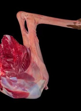 带皮骨筋肉蹄鹿腿鹿肉农产品生肉