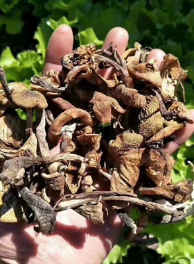 野生榛蘑东北特产山珍小鸡炖蘑菇可口500g新品包邮吉林省干货食材