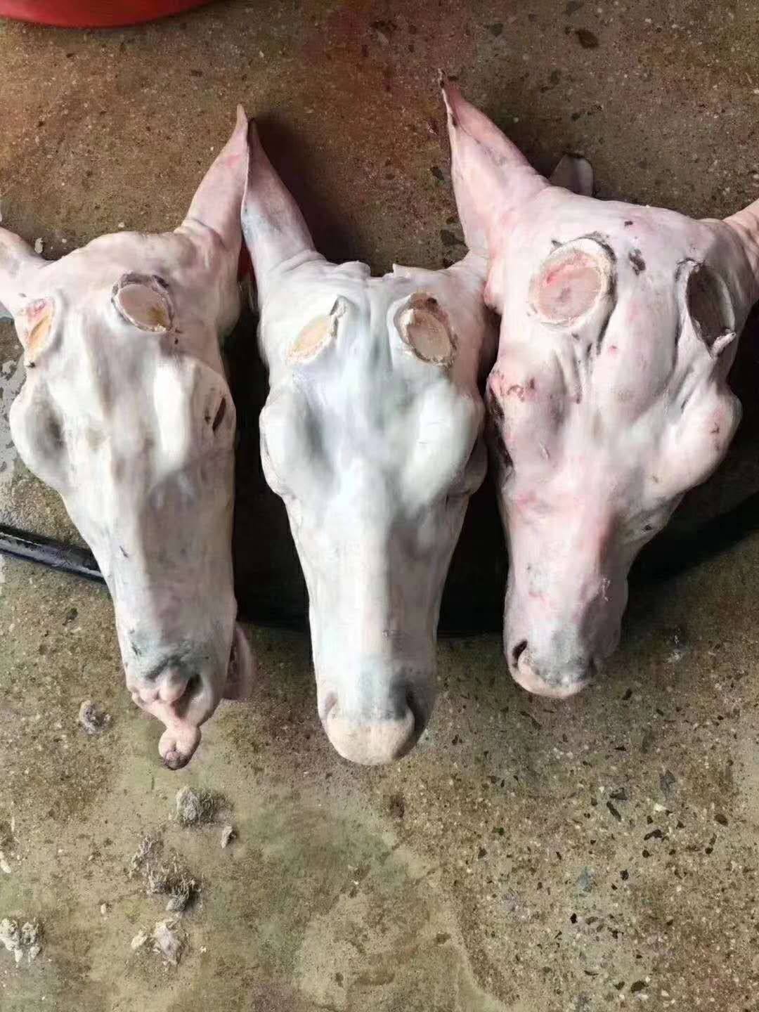 吉林梅花鹿头5-8斤整个活杀新鲜速冻保温箱加冰长春顺丰空运包邮