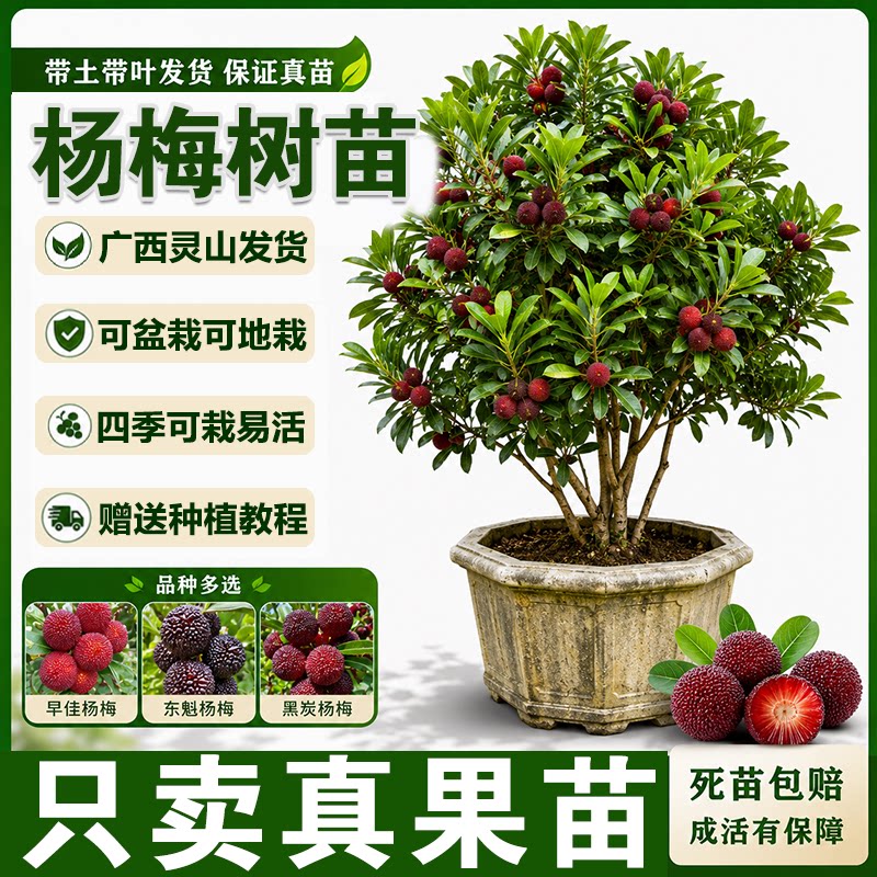 杨梅树树苗大果苗嫁接苗东魁黑炭大杨梅树南方种盆栽地栽带土带叶