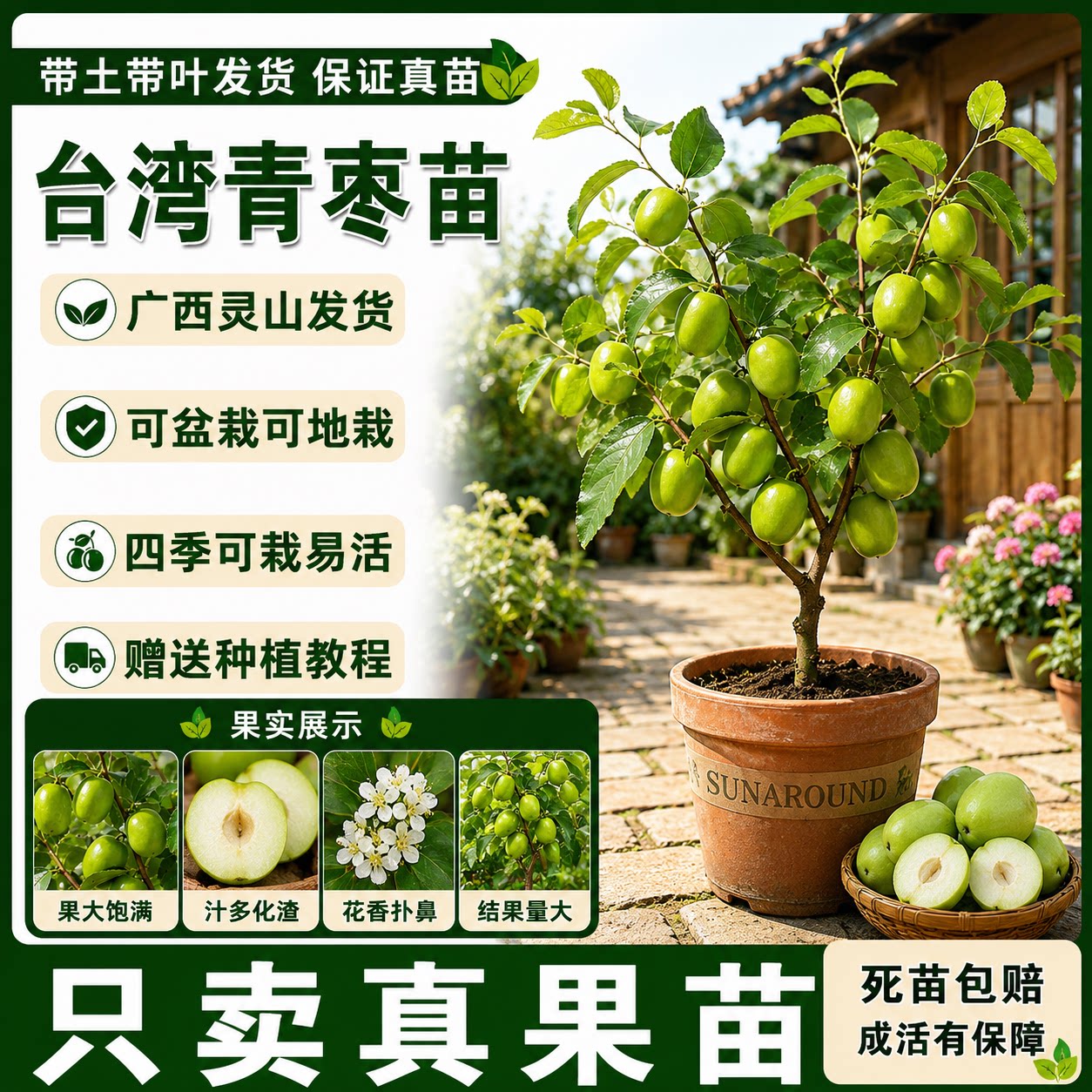 青枣树果苗嫁接台湾大青枣苹果枣牛奶枣果树苗带土带叶南方种植