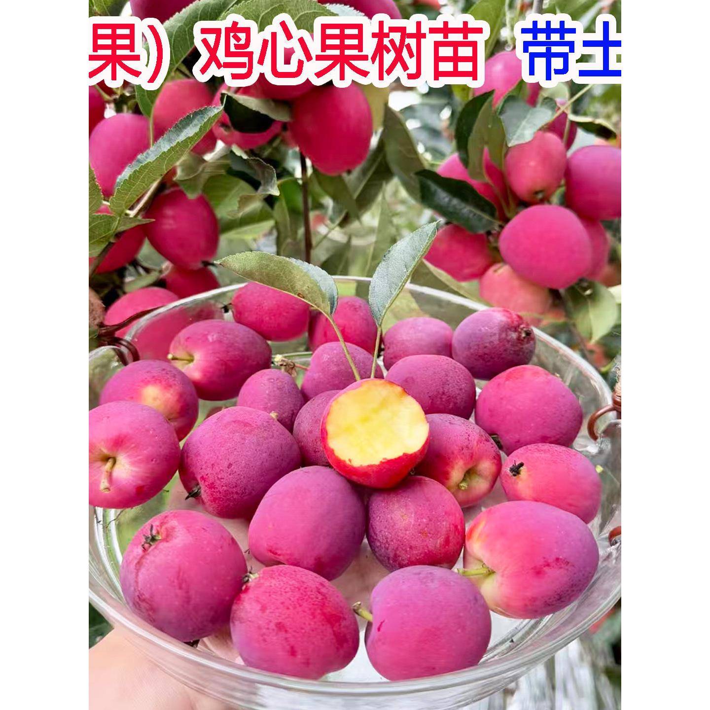 鸡心果树苗沙果小苹果庭院南北方种植地栽东北耐寒海棠果树苗带土图片
