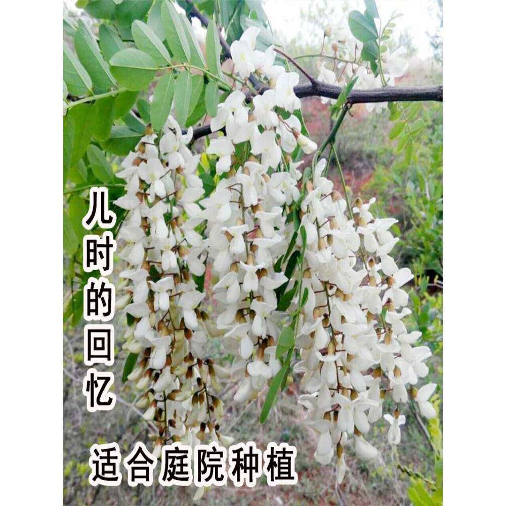 可食用槐花树苗大树南方北方庭院种植盆栽地栽野生槐花果树果苗
