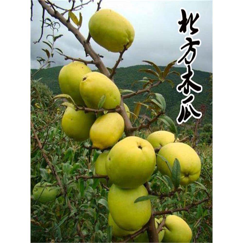 北方木瓜树苗天香光皮宣木瓜树泡酒木瓜果苗南方北方种植果树果苗