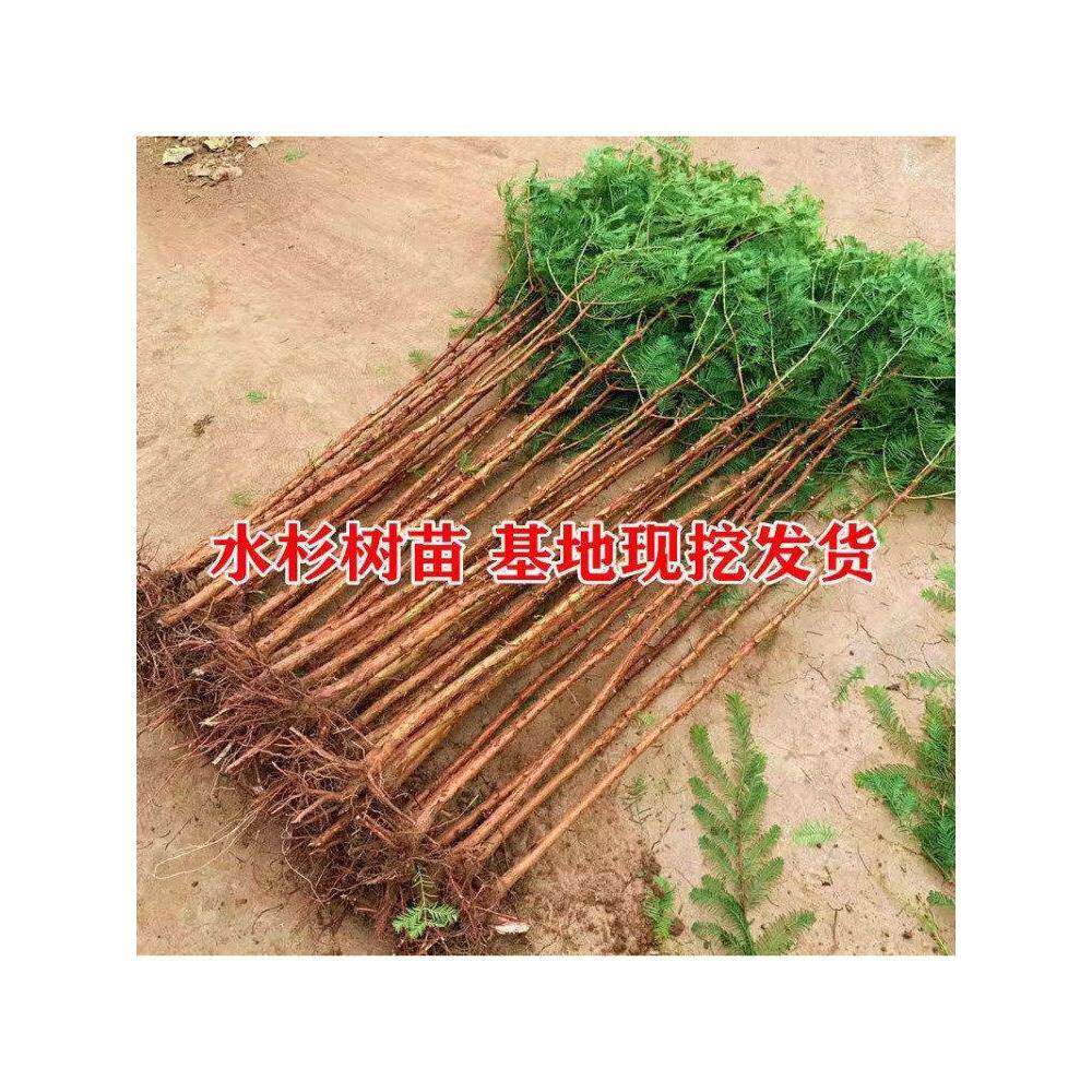 水杉树苗杉木树苗落羽杉池杉水沙南北方庭院盆栽地栽可水培大树苗