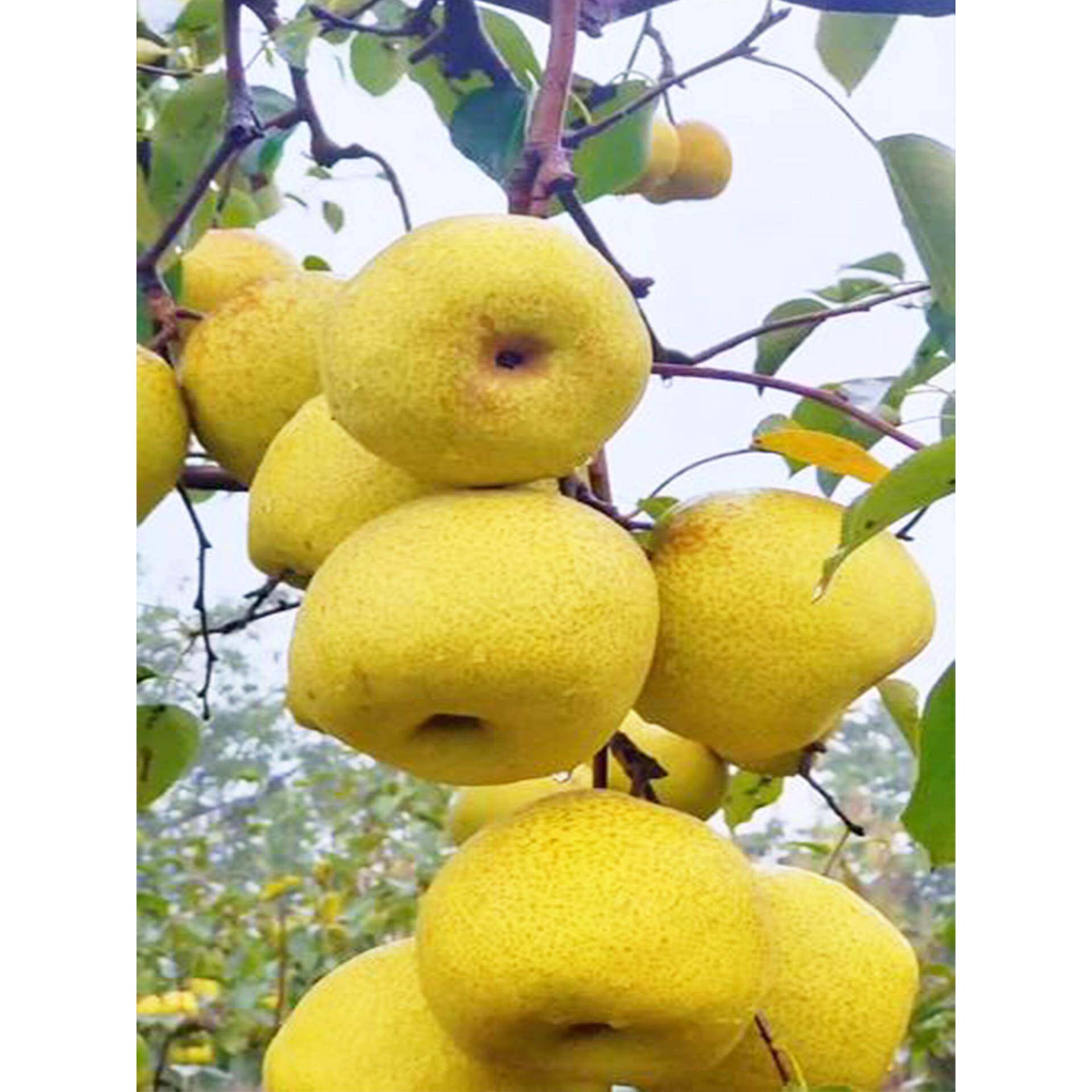 老品种砀山梨树果苗嫁接苗梨树活苗南方北方种植梨子苗树果树果苗